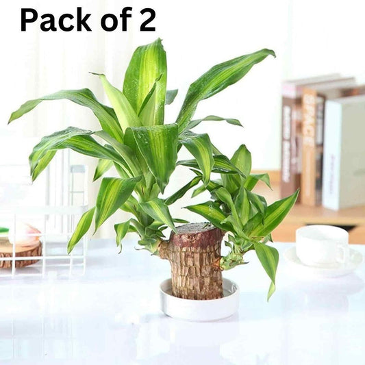 Brazilian Lucky Wood – Mini Home Plant Decorations (Pack of 2)