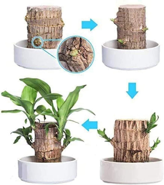 Brazilian Lucky Wood – Mini Home Plant Decorations (Pack of 2)